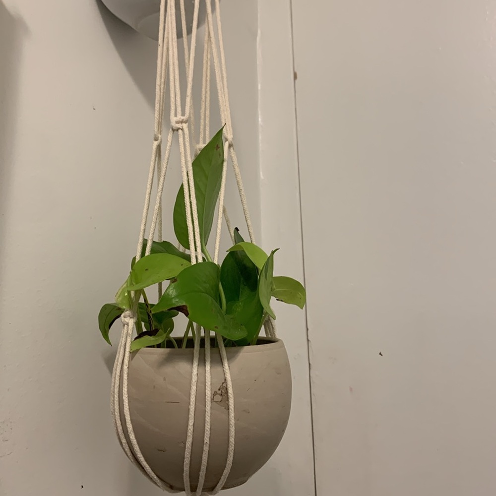 Macrame Hanging Planter